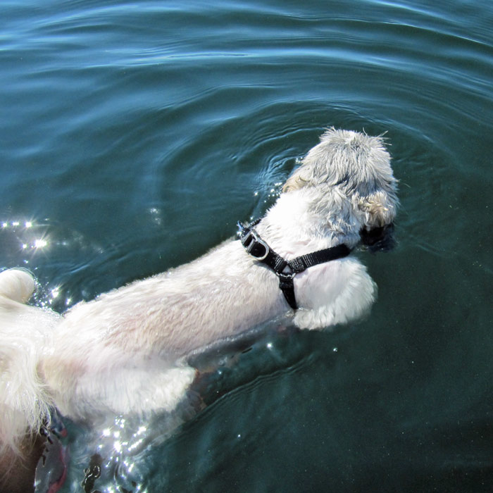 can shih tzu swim